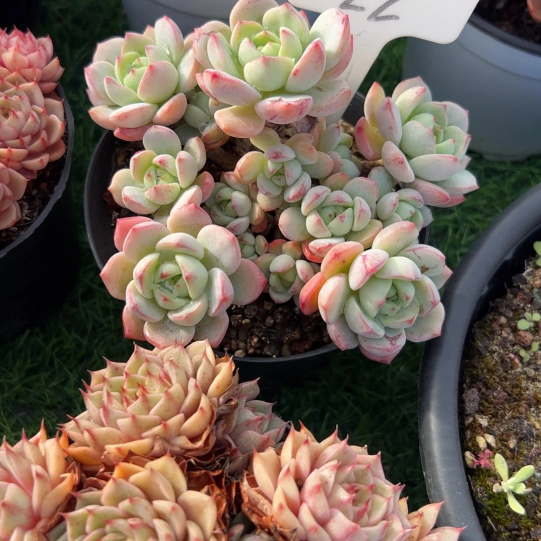 香草多肉植物保护研究所