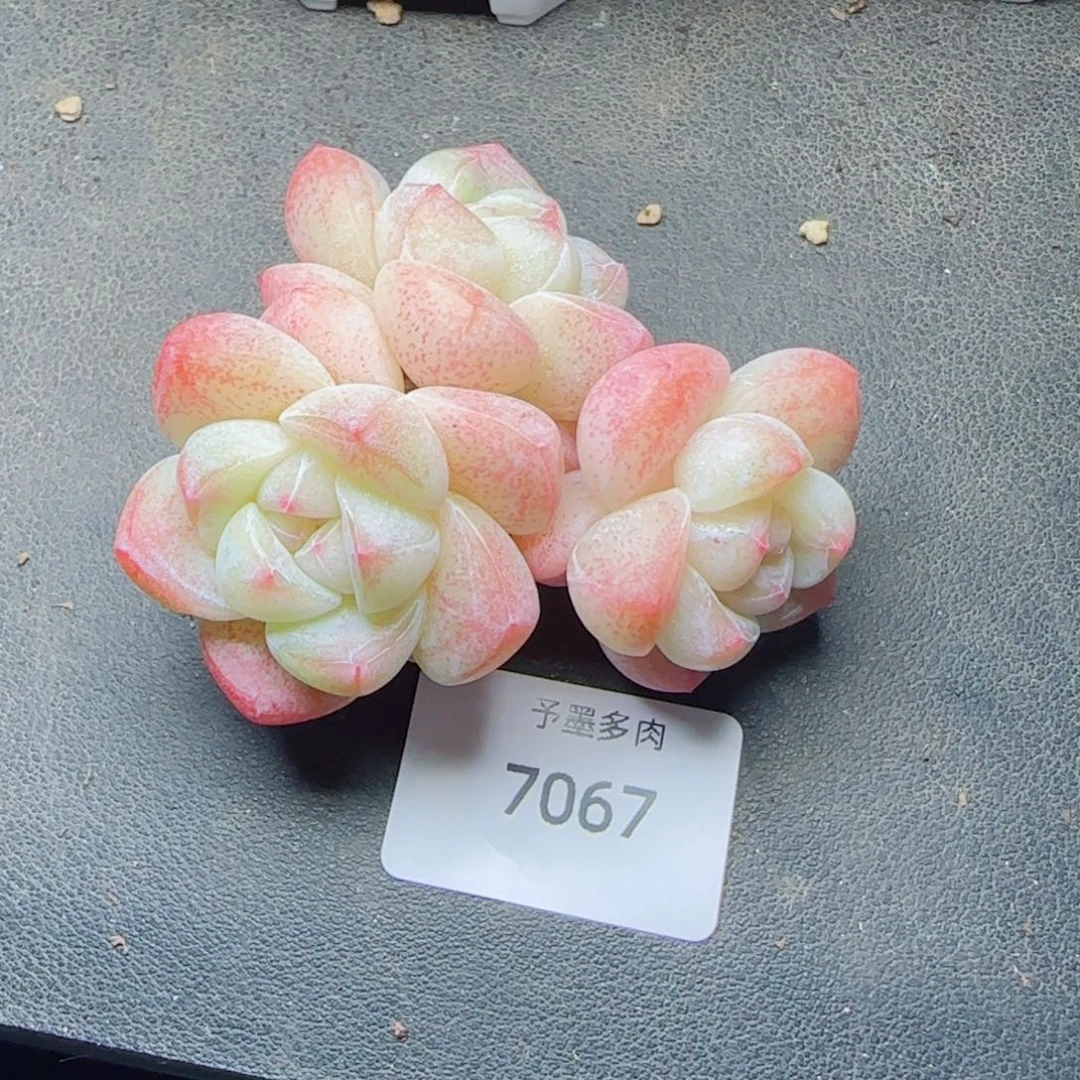 冰玉无砍，7067多肉植物