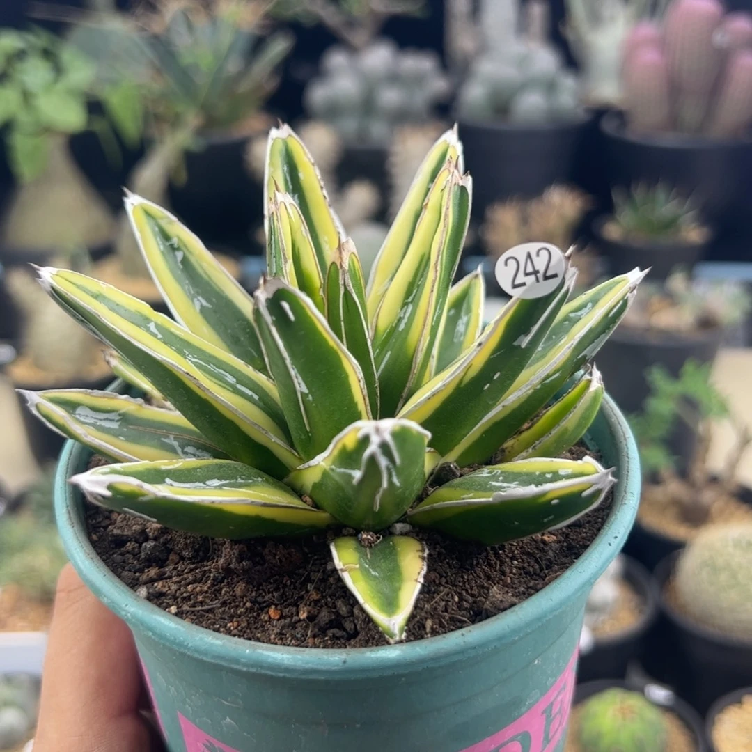 辉山龙舌兰12+一物一拍