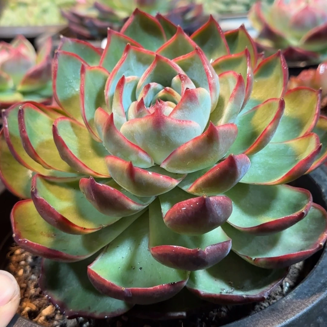 菊花惊鸿一物一拍包装收缩花旱