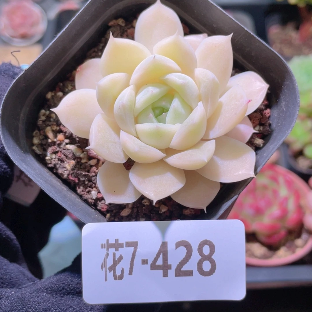 花利美7-428白冰雪女王