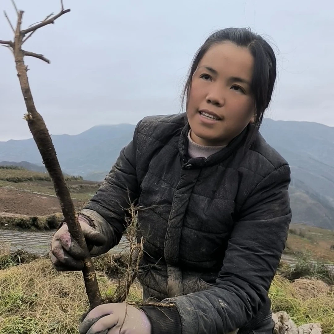 甘肃岷县当年鲜黄芪整条装