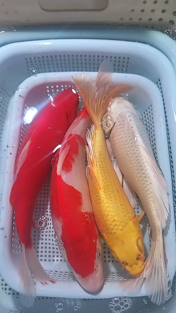 【47】18-20cm 1黄1白1红草1红白  新手好养耐活 观赏鱼