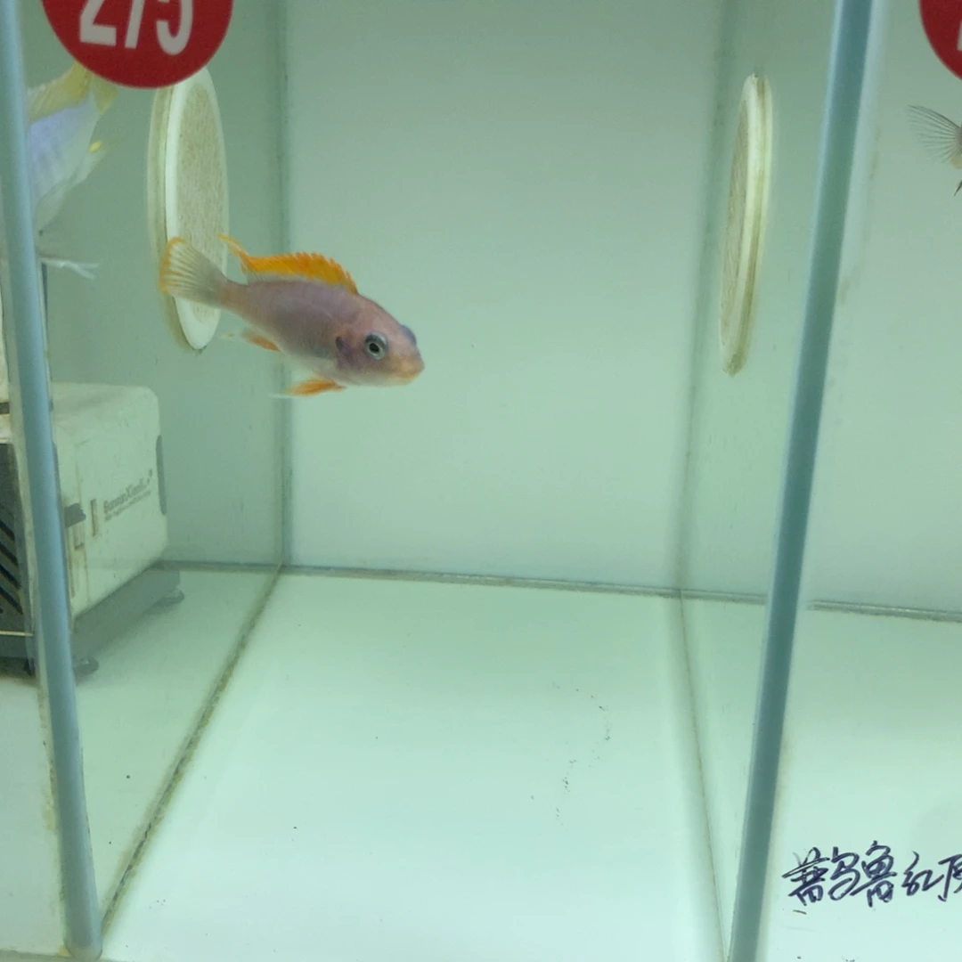 慈鲷小*?275号奇波卡小丑