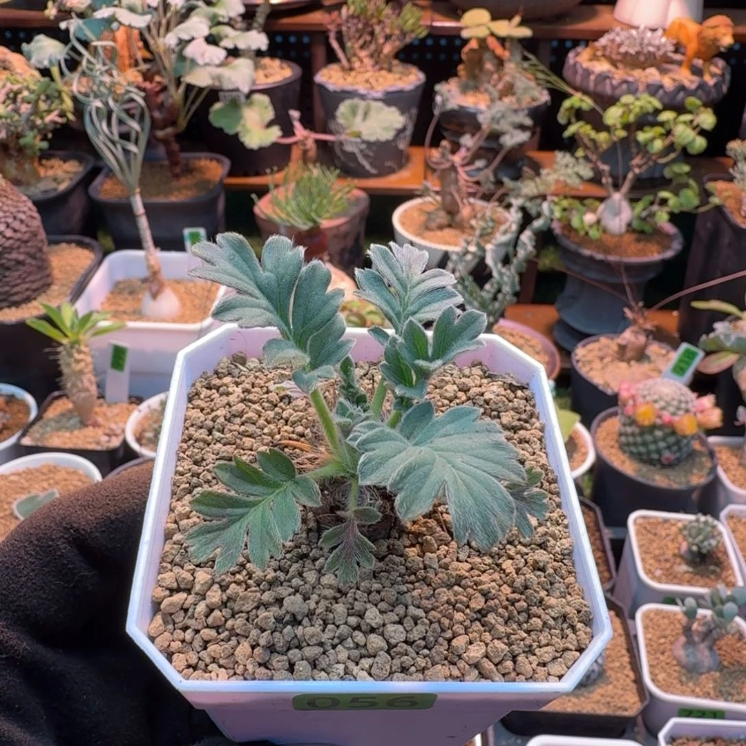 粉白花洋葵056 仙人球