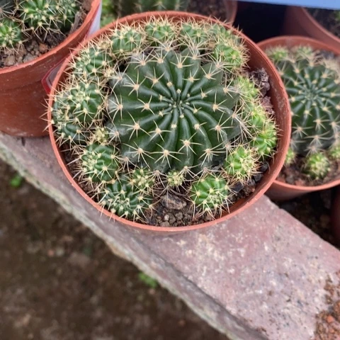 双喜开花漂亮好看