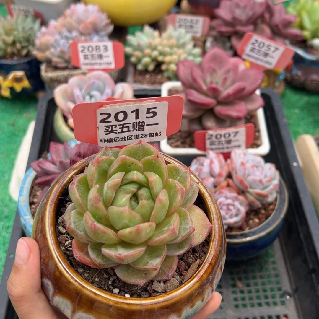 表妹精品多肉2015.