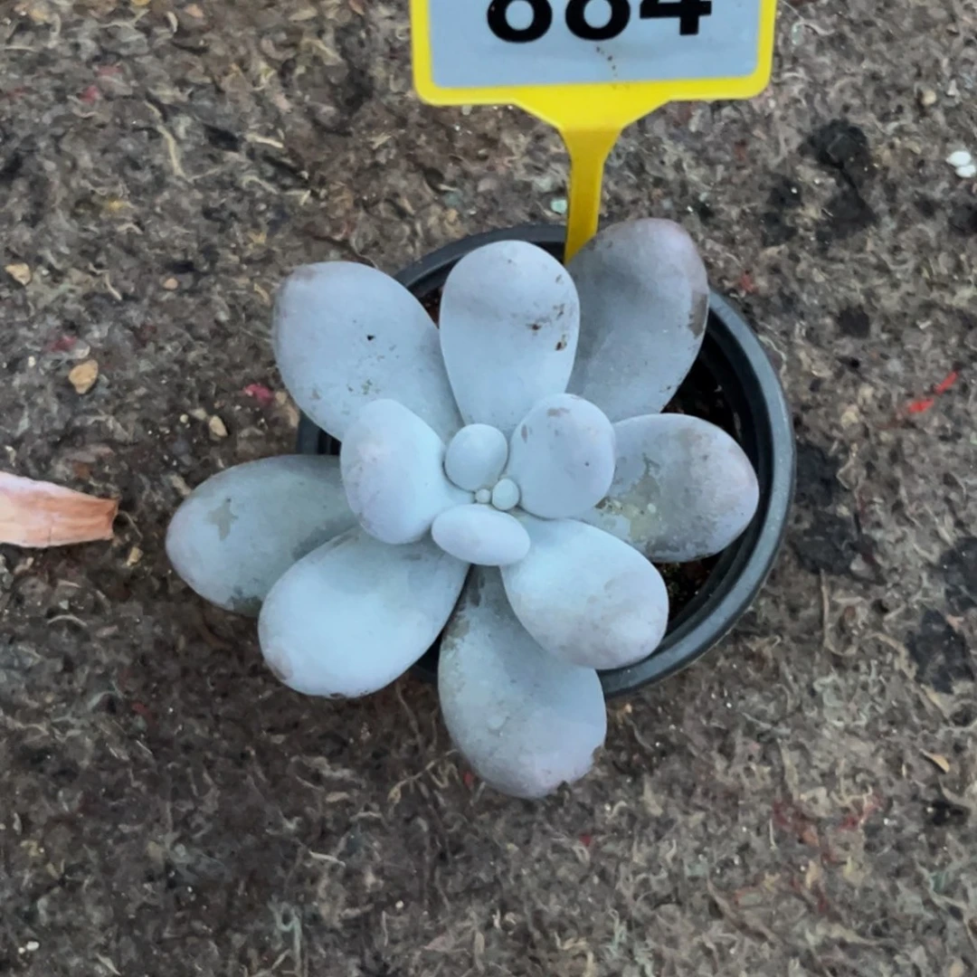 小****多肉植物白帝城884
