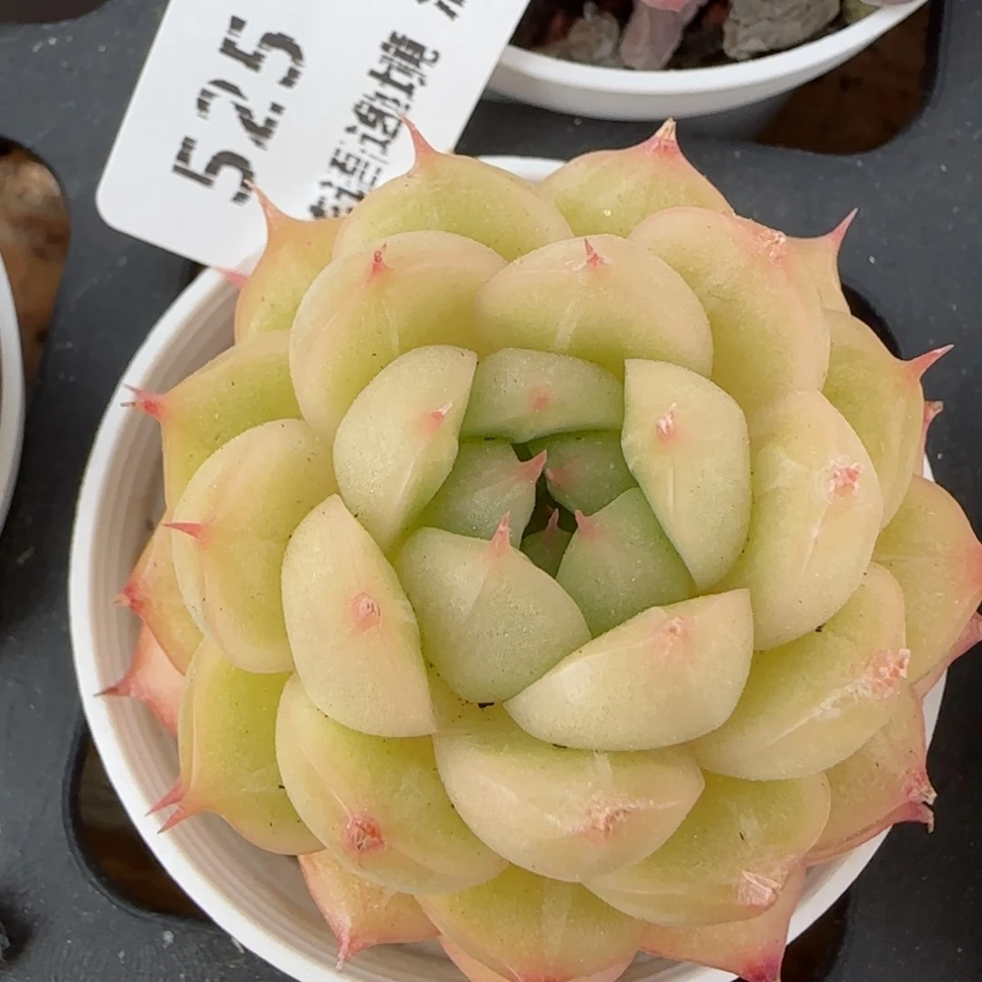 花语逸境0213-525