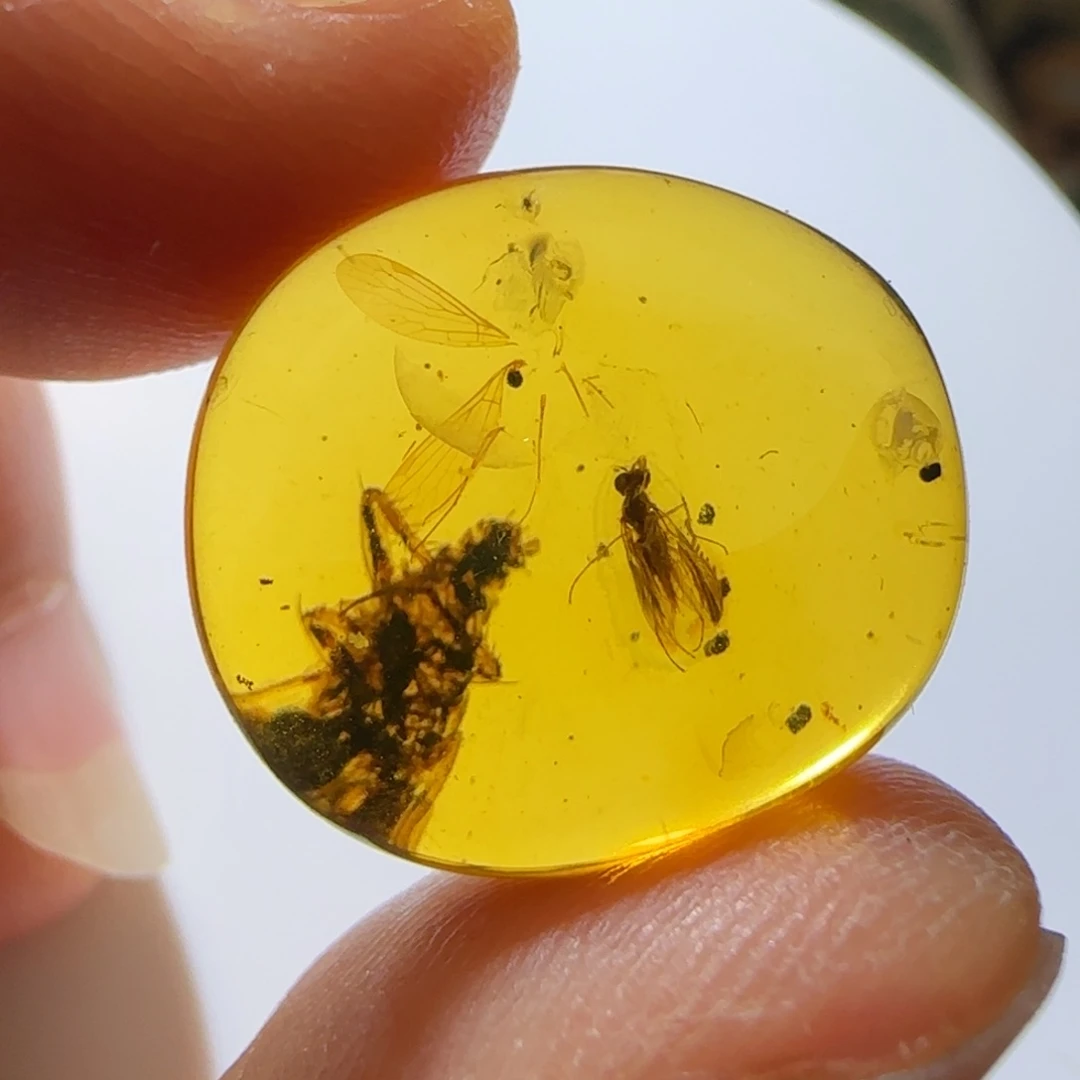 未镶嵌琥珀裸石蜚蠊