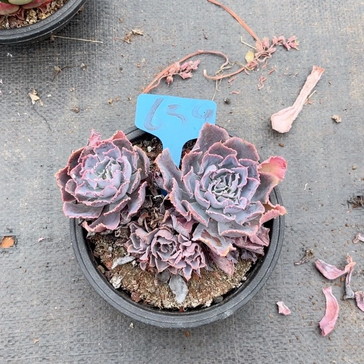 晨语多肉一物一拍659