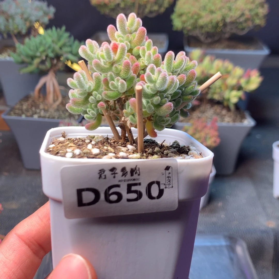 冰晶枝干番杏650
