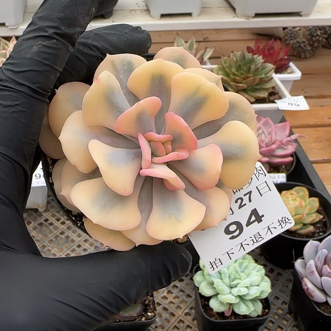 0627-94雪精灵锦单头