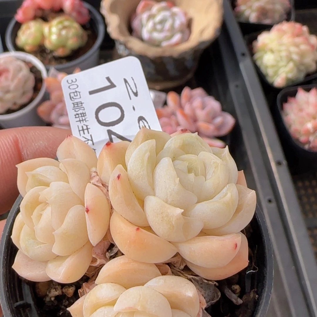 胖虎三头一颗脱土