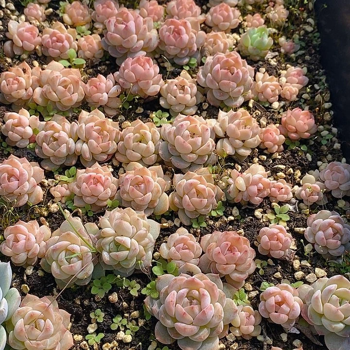 13 多肉植物盆栽花卉植物