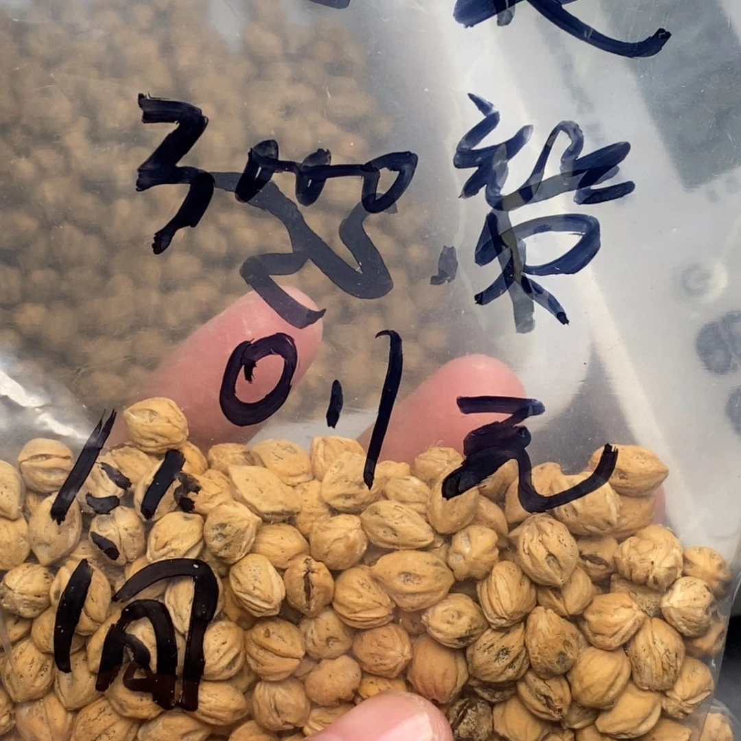 简***柏香籽/百香籽吊坠