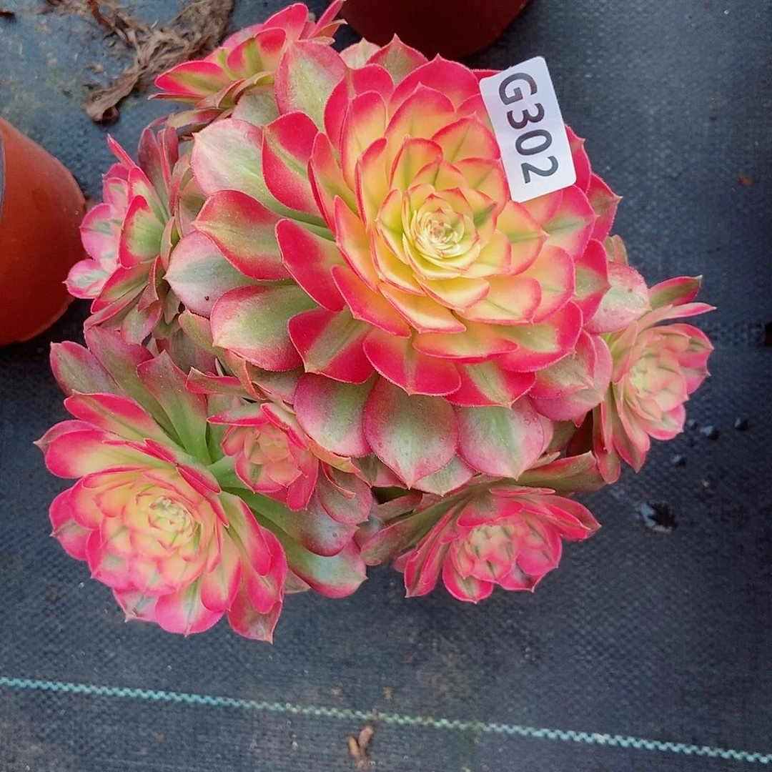 红陶302荔枝3冠服18