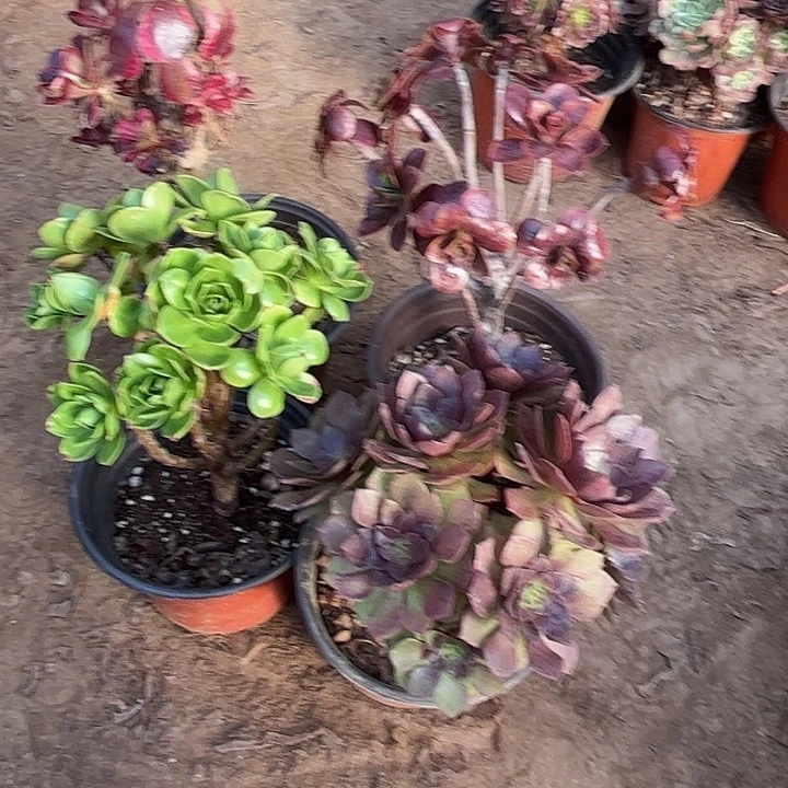 594多肉植物组合，