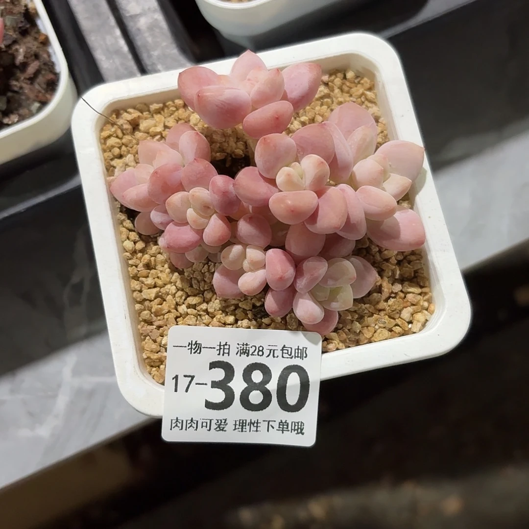 红洛神无盆土发货无