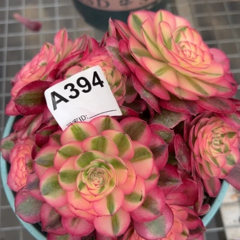 394倾城朵朵18厘米左右