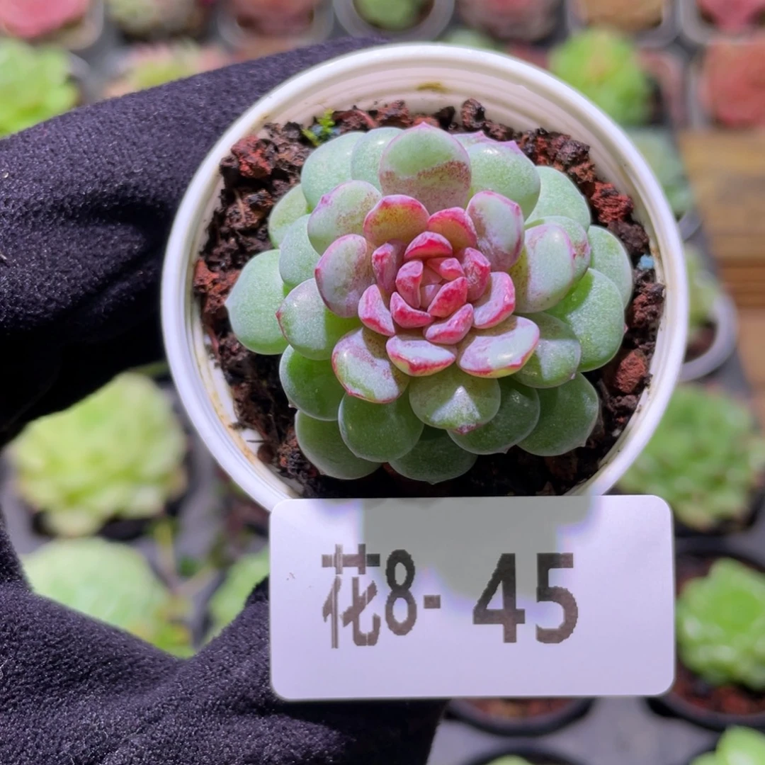 花利美8-45血钻单头