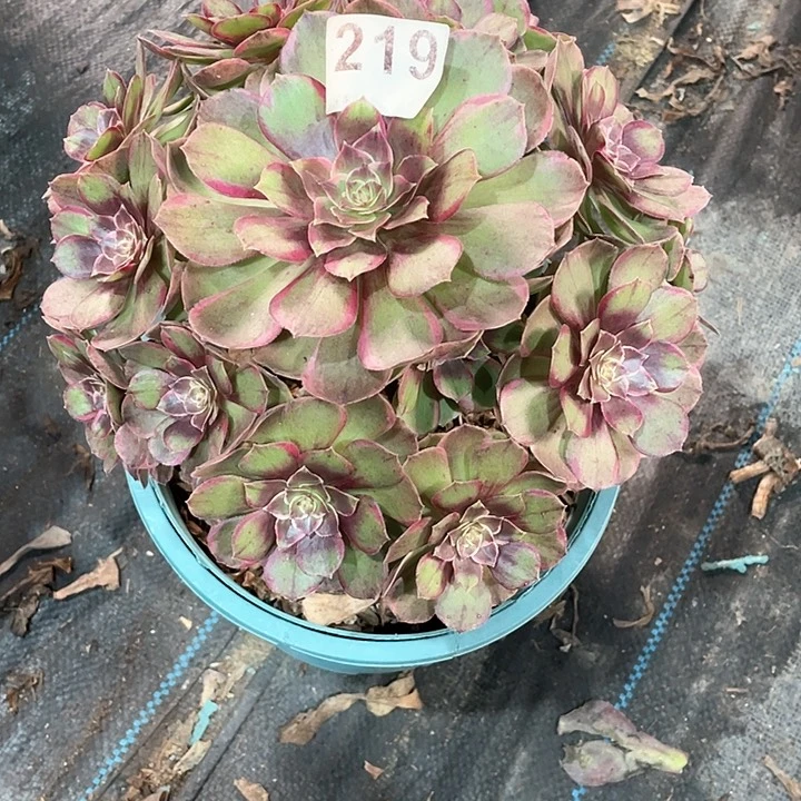 粉花妖219   冠幅25