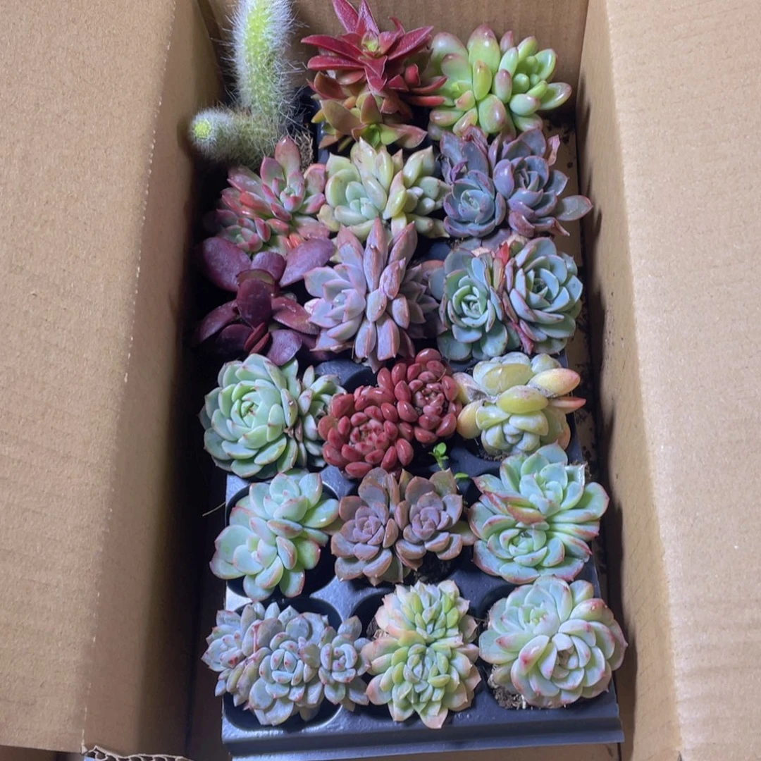 18颗-1号约3-5厘米