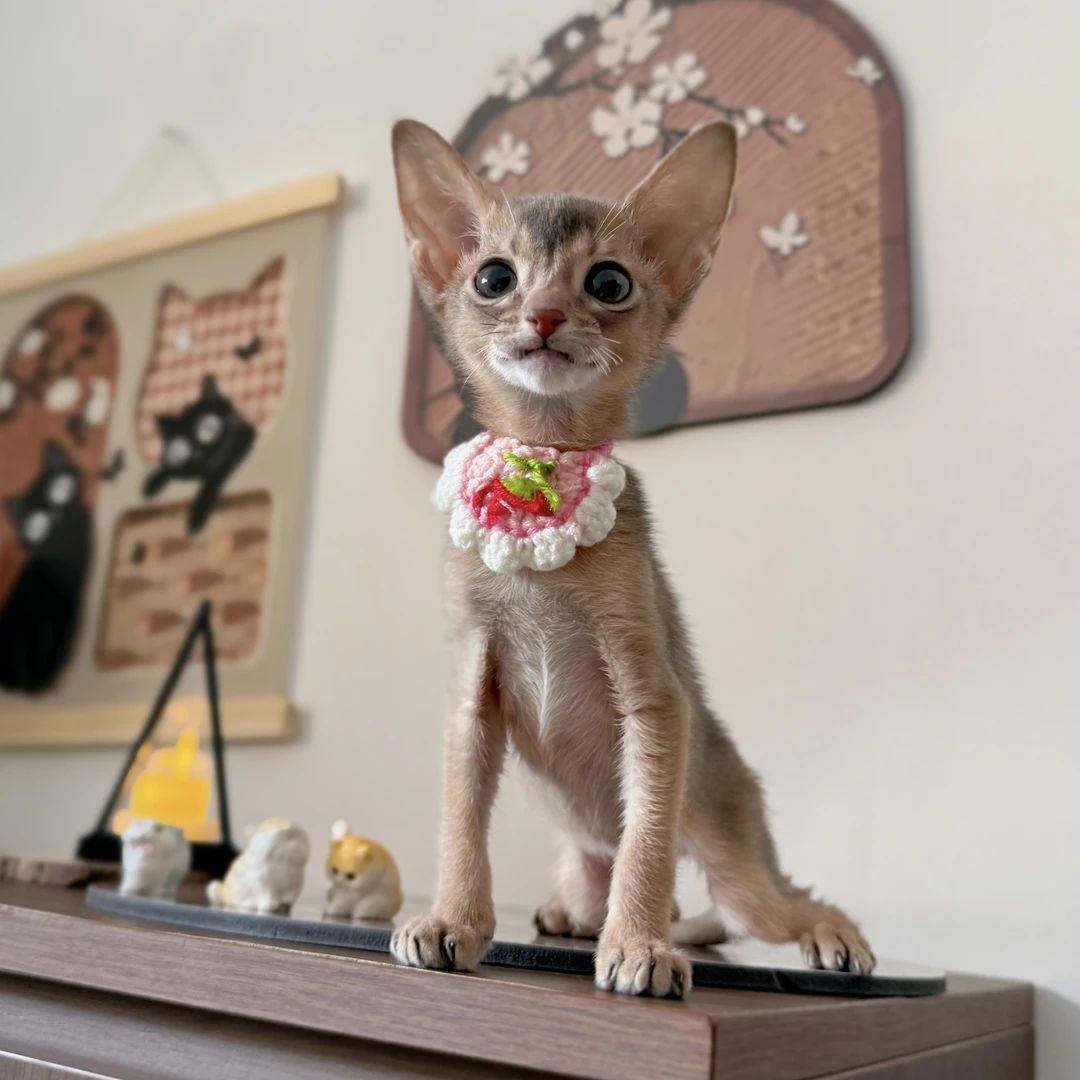 蓝色阿比西尼亚猫 宙斯 妹妹 生日10.20号