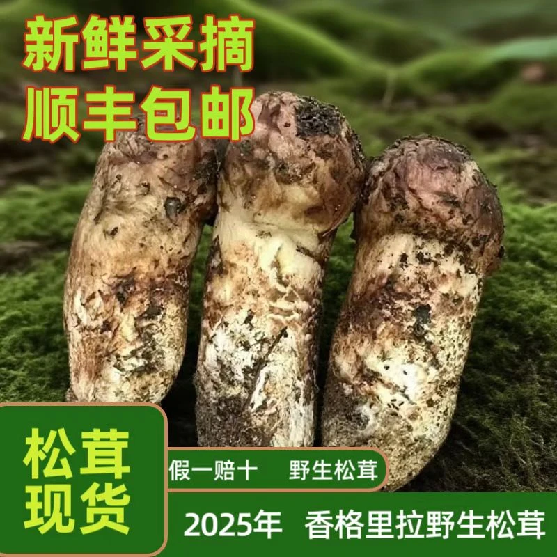 香格里拉鲜选松茸一年一季