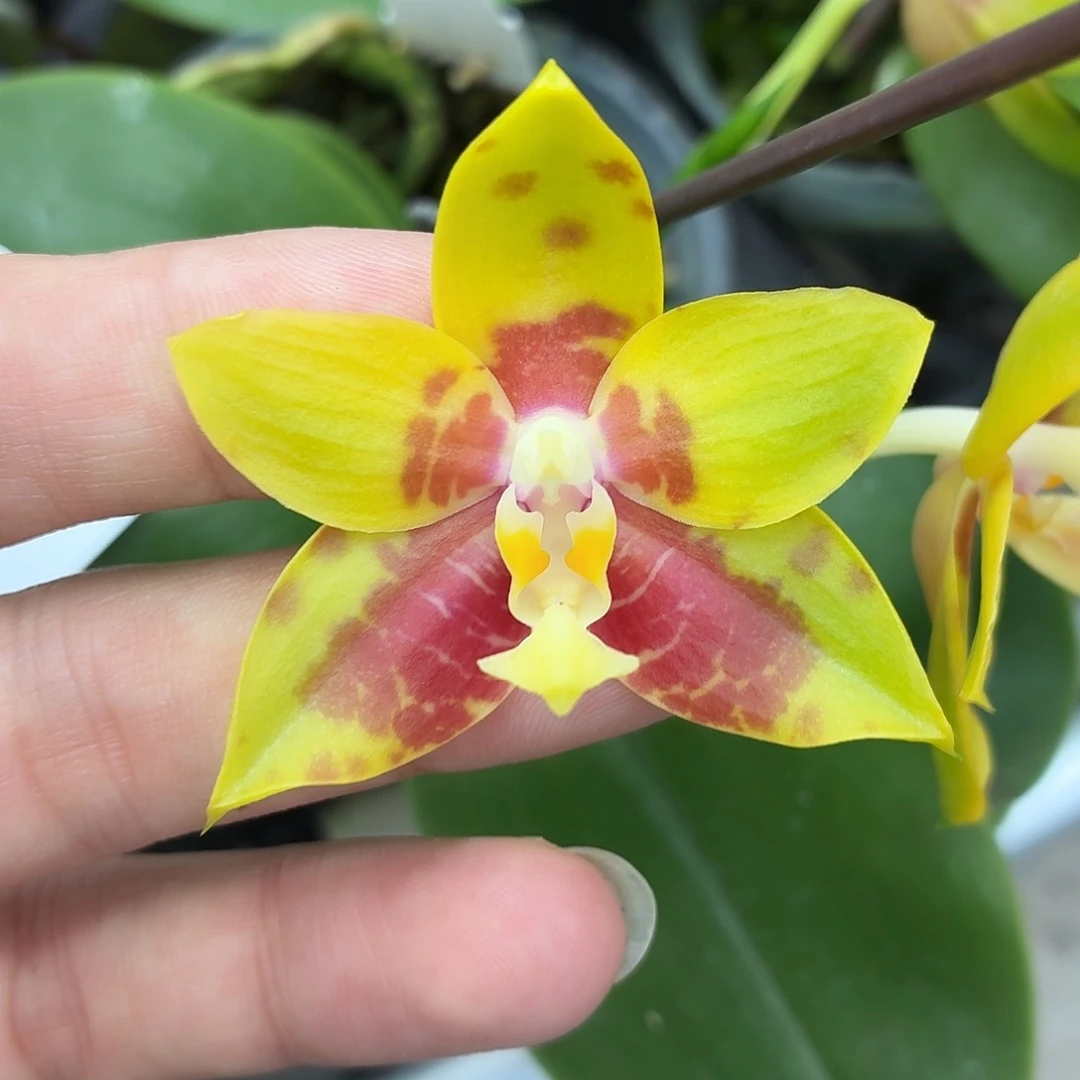 当前无花朵，栽培后可花朵A123