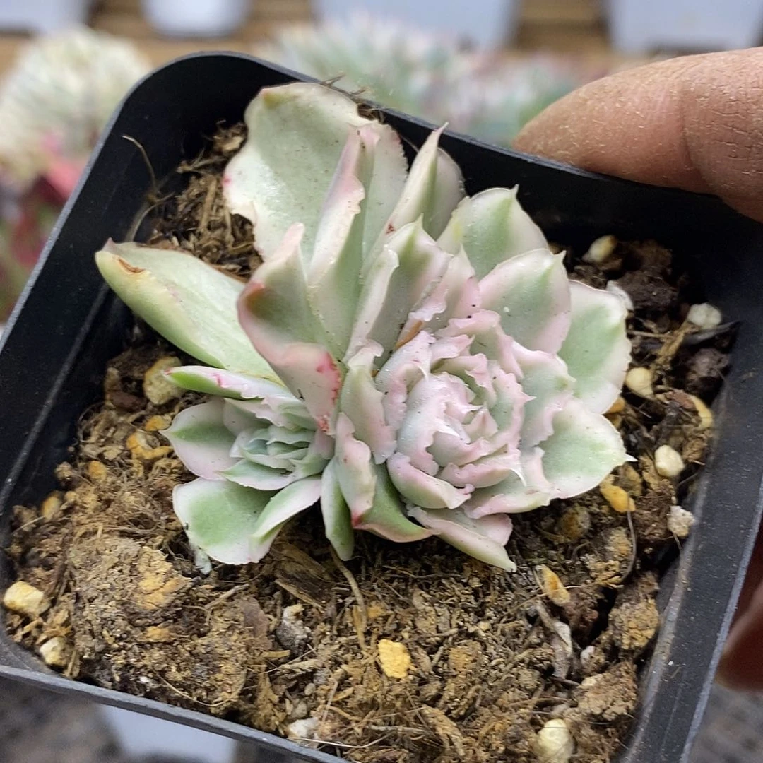 2049 紫蝴蝶锦 3 头自然群