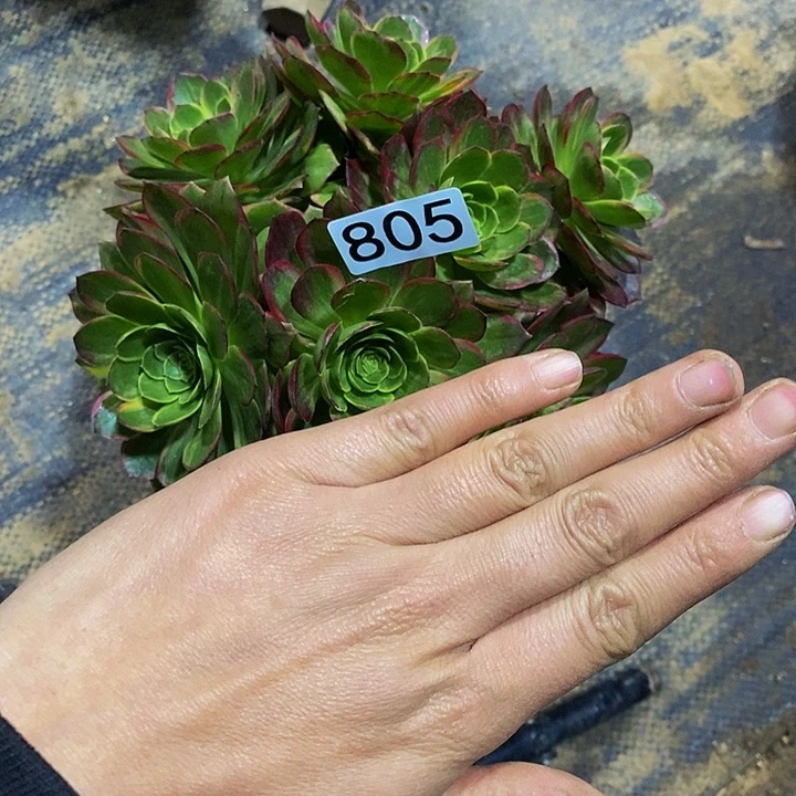 知**奶805 万黄法师11111