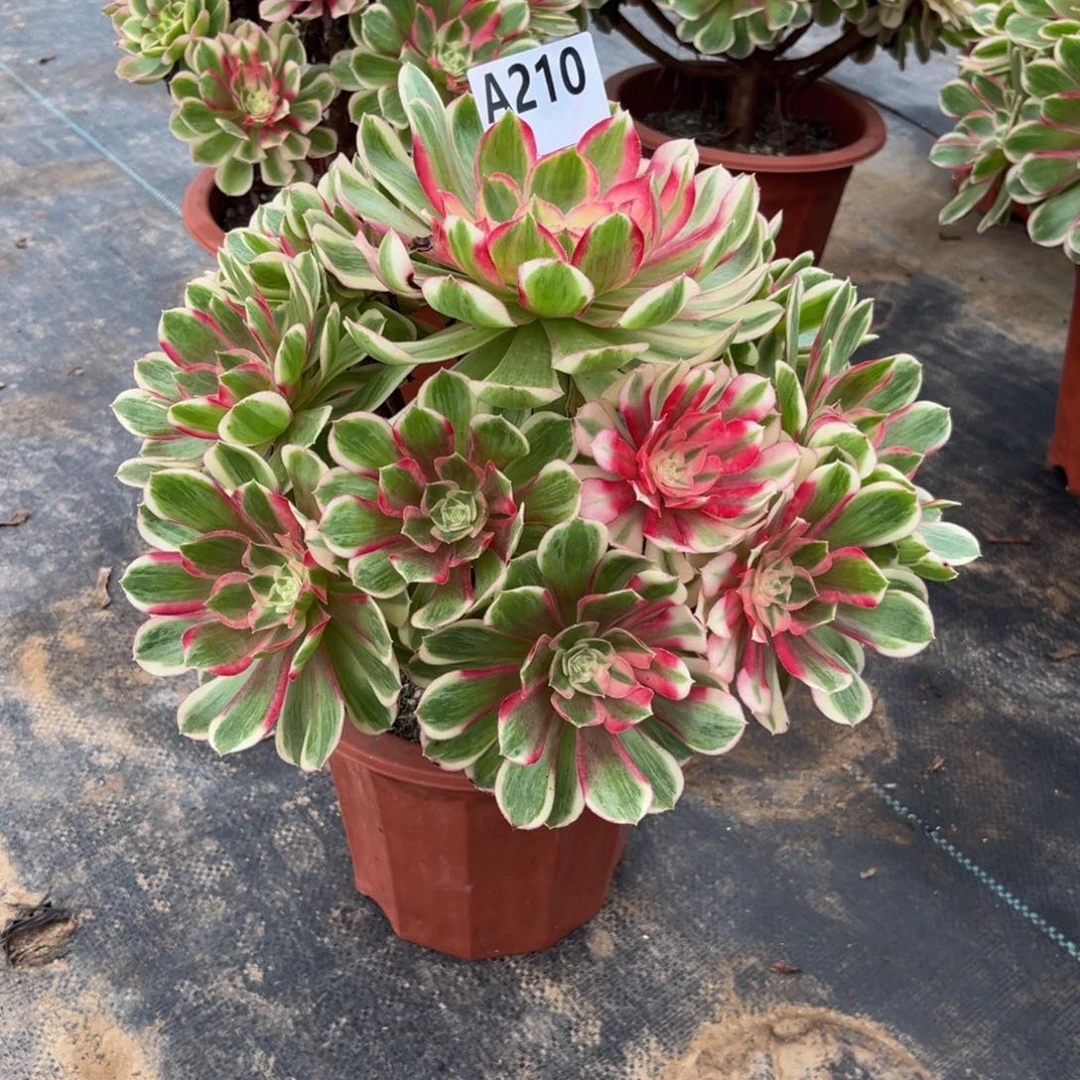 多肉植物孔雀翎210多