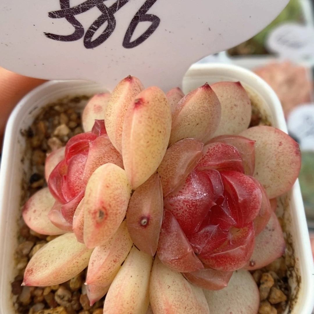 琴心双头可拍586号。