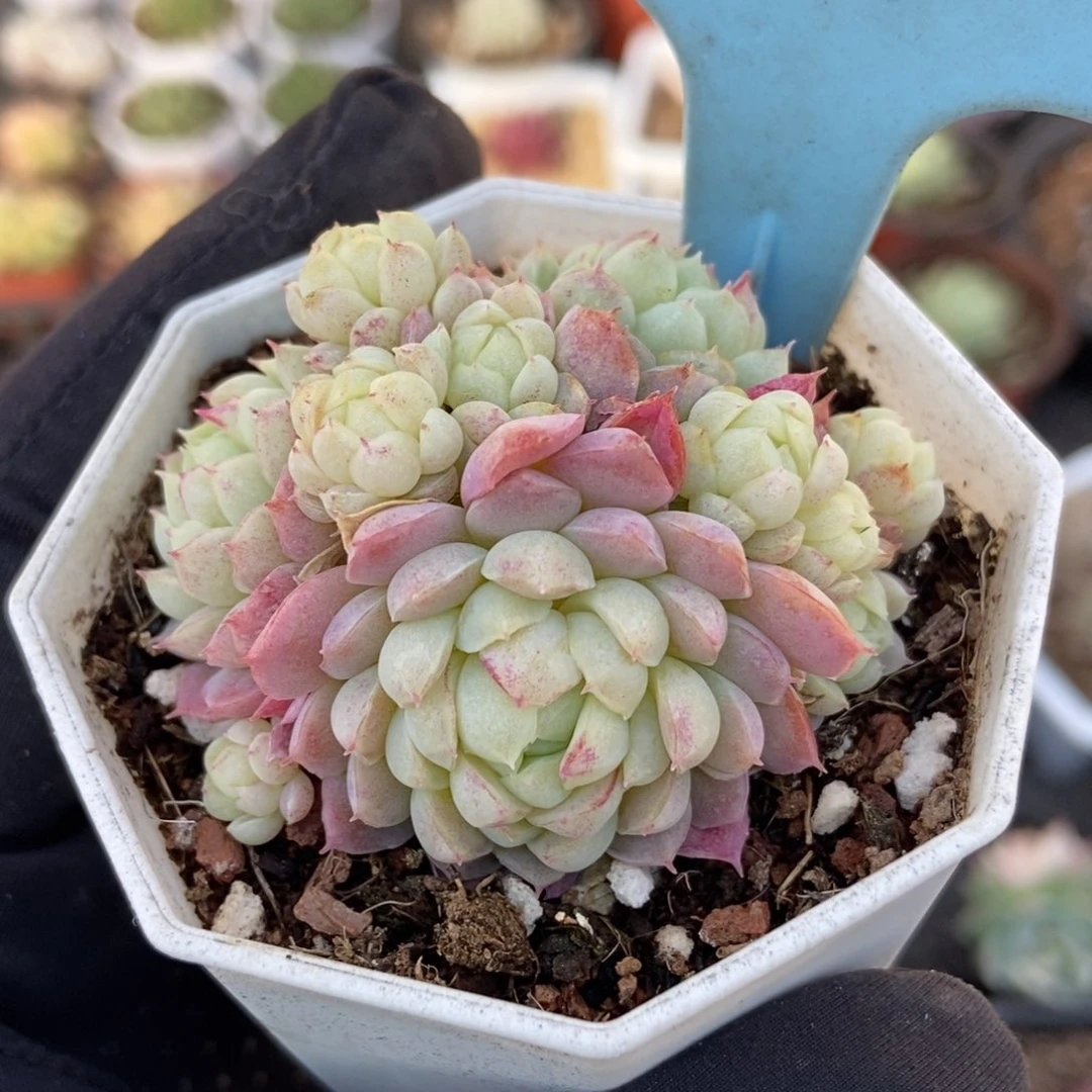 501羊脂球多肉植物保护