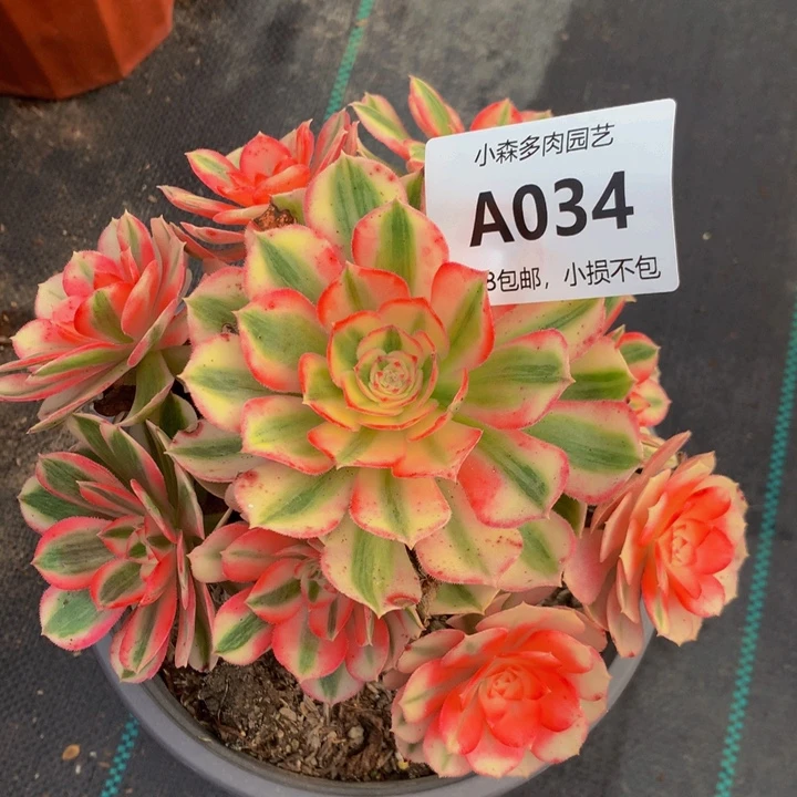 小*034倾城不包生死