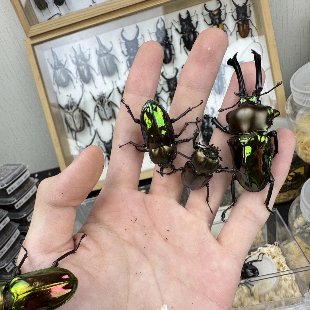 2公2母彩虹锹甲。一包树皮，2个果冻台