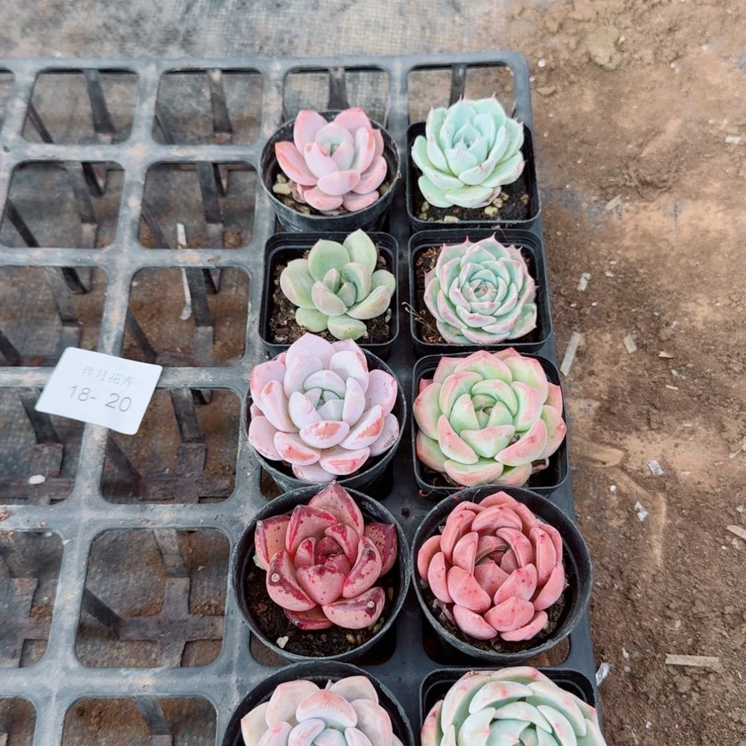 18-20多肉杂交十棵量拍