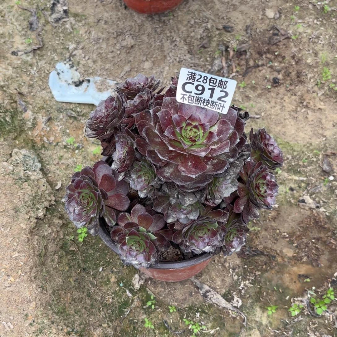 M. 912黑美人多肉,cade