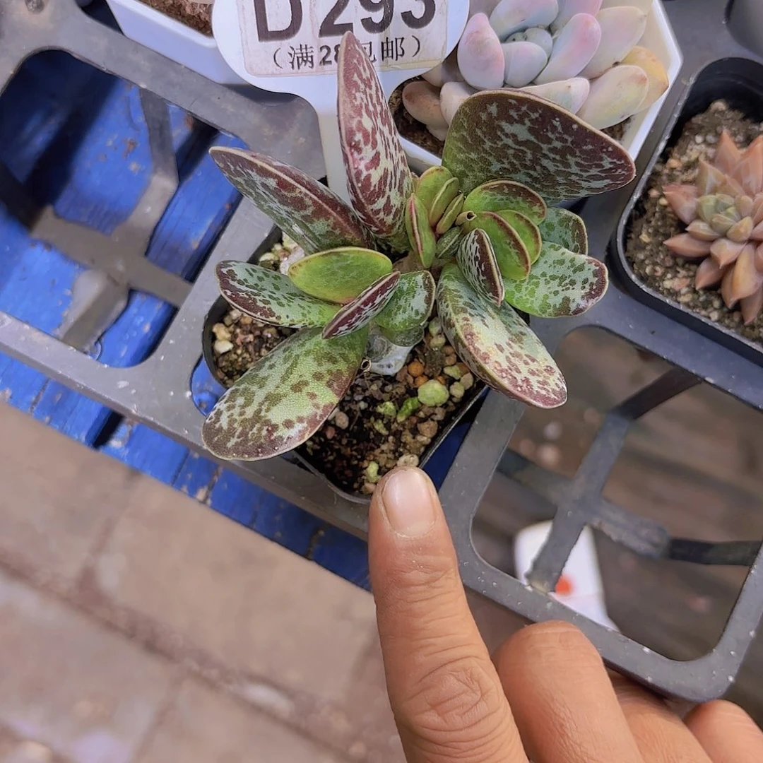 D293水泡一物一拍