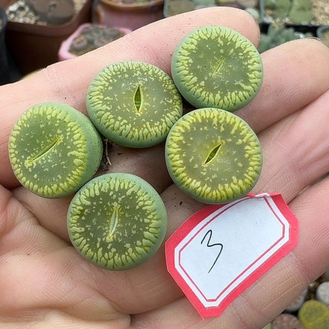 3绿光阳福利款哈哈哈哈哈