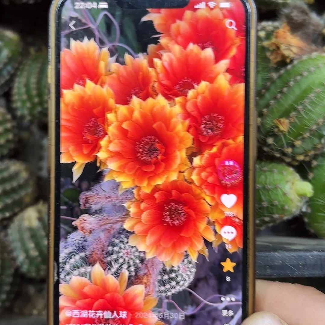 1702金刚侧牙20包邮仙人36