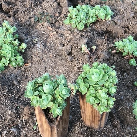 德*山地玫瑰二棵多肉15