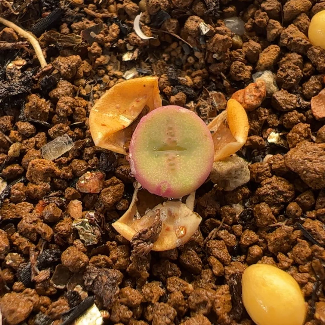 088多肉植物百科