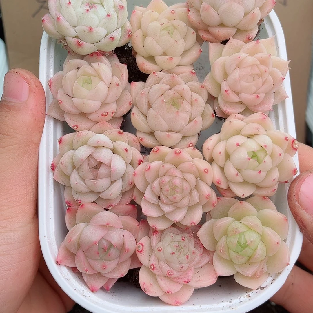 1-442 新疆西藏内蒙不发12.8包邮2-3公分