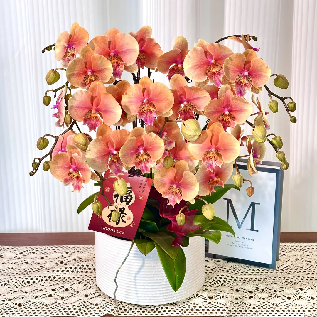 【柿柿如意】室内蝴蝶兰花盆栽  年宵花  懒人绿植  送人送礼