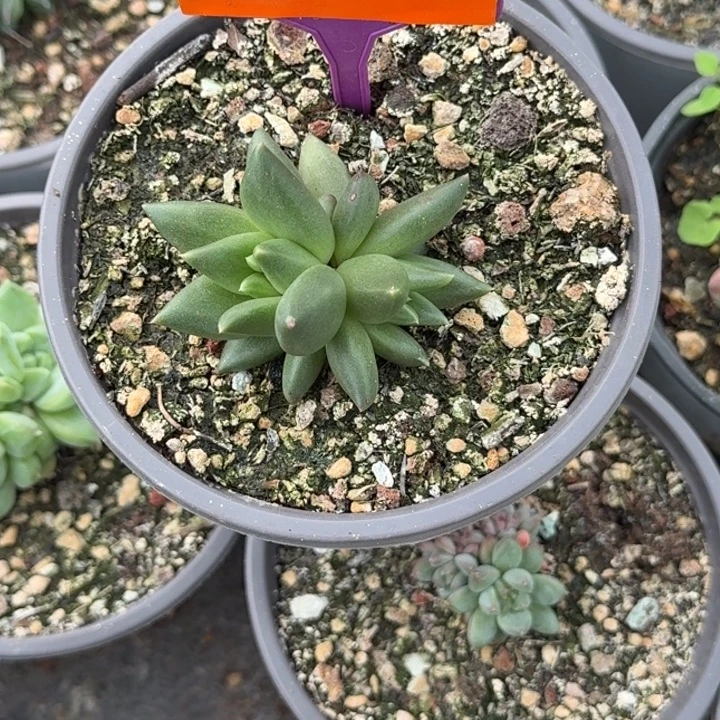 多肉植物布丁群386