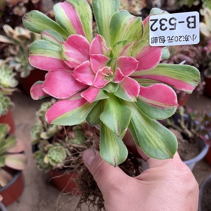 532嫁接知否多肉植物法师
