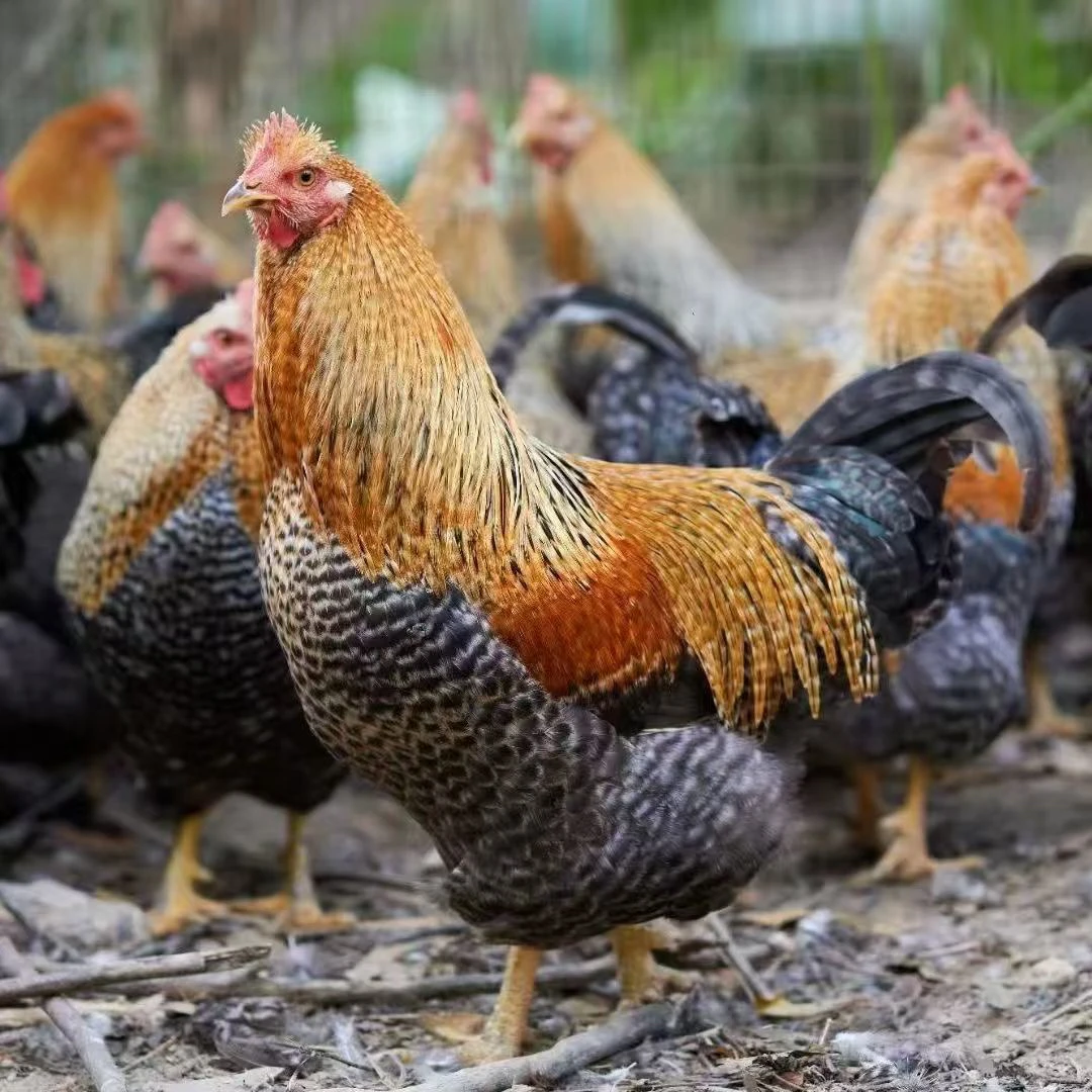 2只芦花鸡 农村散养芦花鸡 200天 顺丰包邮