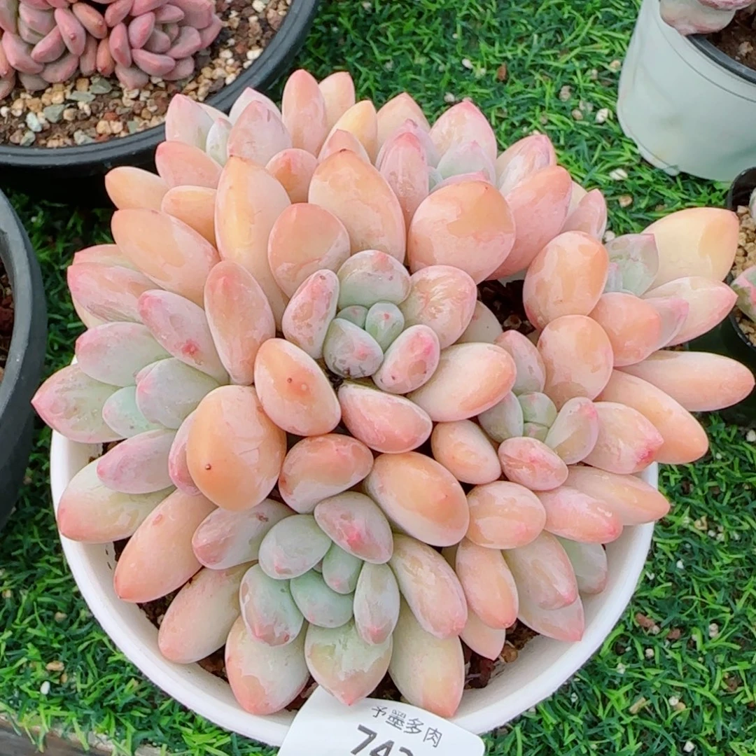 香水无砍，7426多肉植物